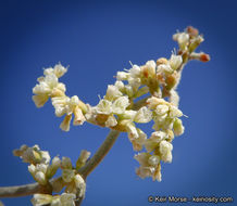 Imagem de Eriogonum plumatella Dur. & Hilg.