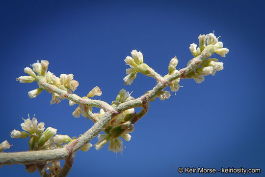 Image of yucca buckwheat