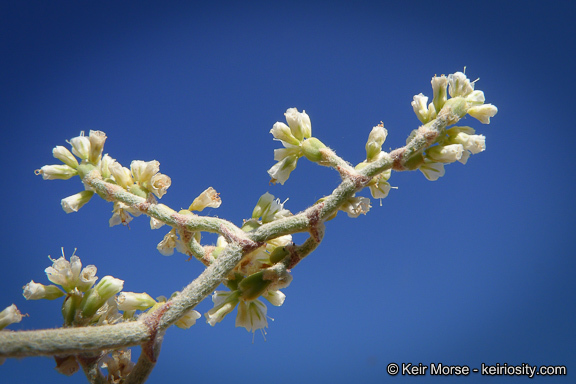 Imagem de Eriogonum plumatella Dur. & Hilg.