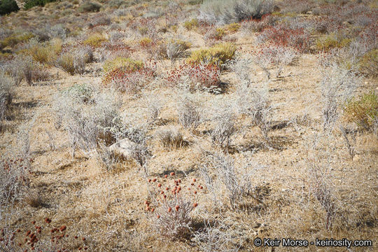 Image of yucca buckwheat