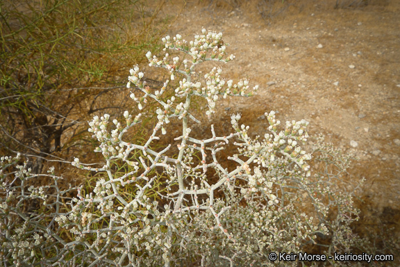 Imagem de Eriogonum plumatella Dur. & Hilg.