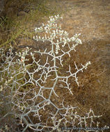 Imagem de Eriogonum plumatella Dur. & Hilg.