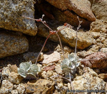 Image of hoary buckwheat