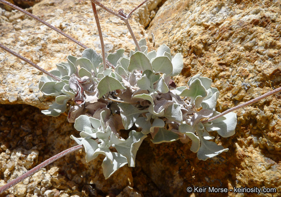 Image of hoary buckwheat