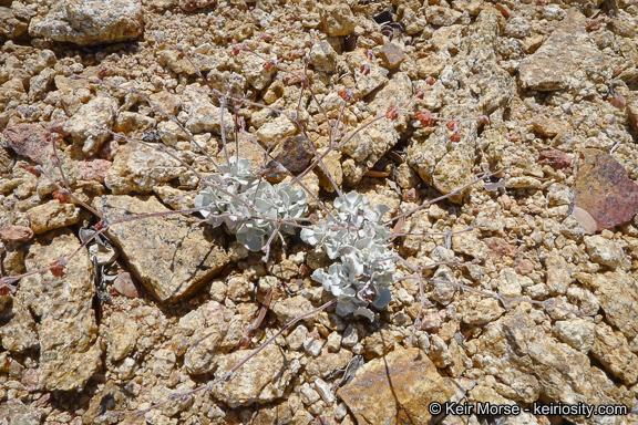 Image of hoary buckwheat