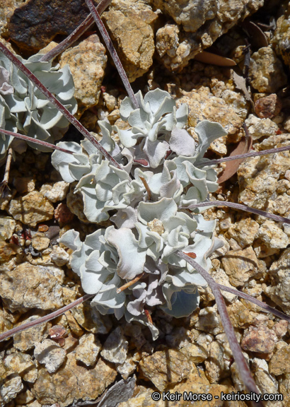 Image of hoary buckwheat