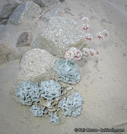 Image of hoary buckwheat