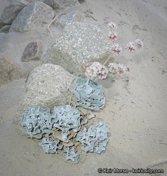 Image of hoary buckwheat