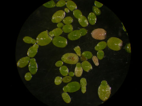 Image of Brazilian water meal