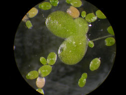 Image of turion duckweed