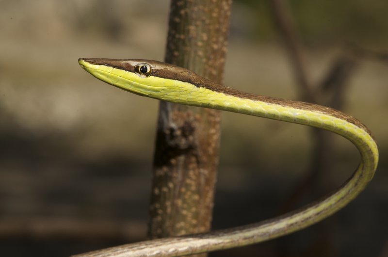 Image of Brown vinesnake