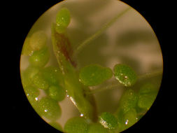 Image of turion duckweed