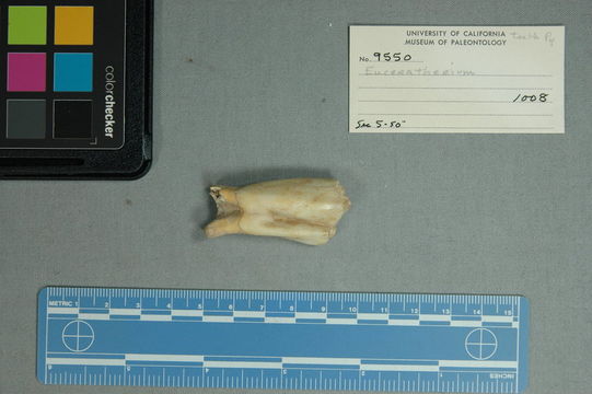 Euceratherium collinum Furlong & Sinclair 1904 resmi