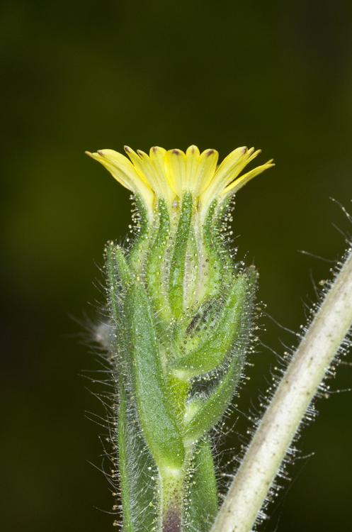 Imagem de Madia sativa Molina