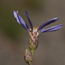 Eucephalus ledophyllus var. covillei (Greene) G. L. Nesom resmi