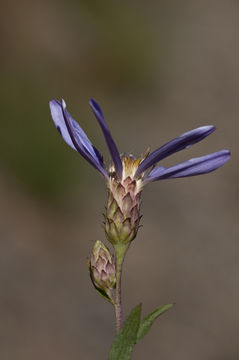 Eucephalus ledophyllus var. covillei (Greene) G. L. Nesom resmi