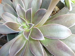 Image of Echeveria diffractens M. Kimnach & A. Lau