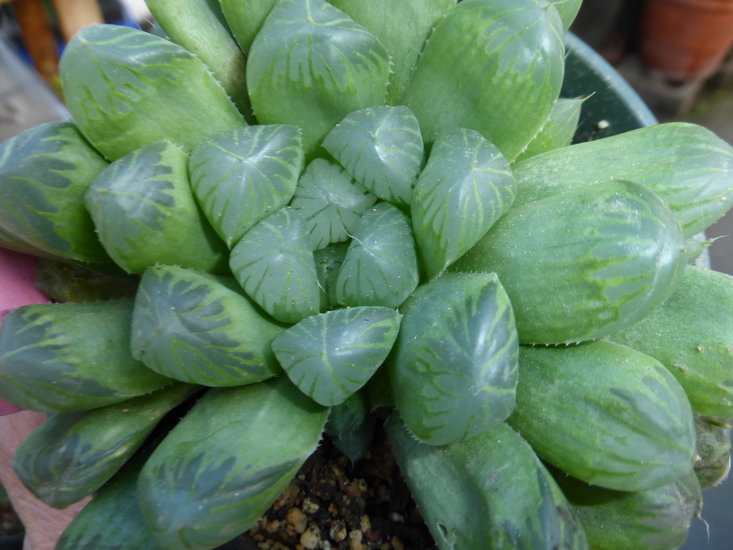 Image of Bristle Haworthia