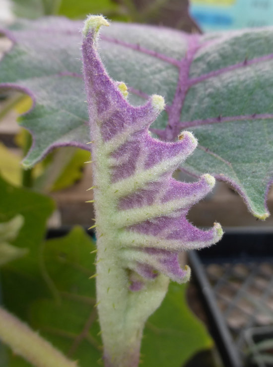 Image of naranjilla