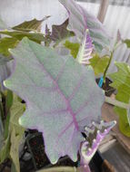 Image of naranjilla