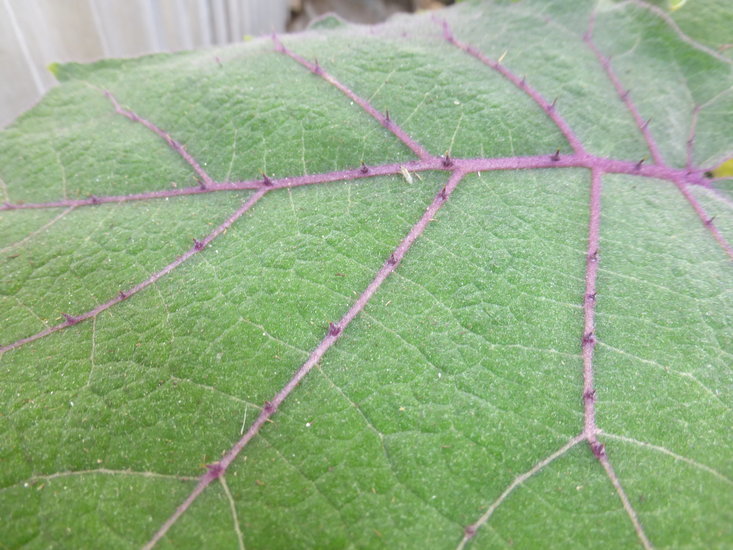 Image of naranjilla