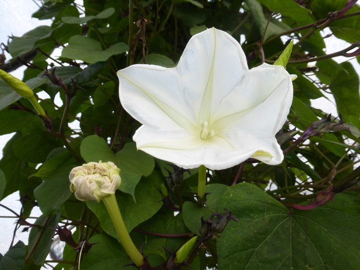 Image of Moonflower or moon vine