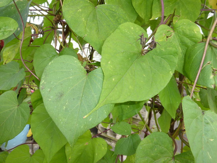 Image of Moonflower or moon vine