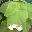 Image de Dombeya burgessiae Gerr. ex Harv. & Sond.