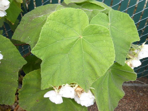 Dombeya burgessiae Gerr. ex Harv. & Sond. resmi