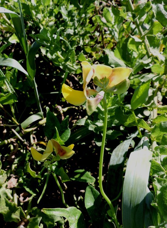 Image of hairypod cowpea