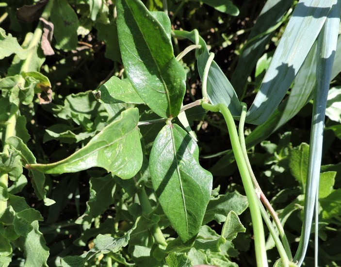 Image of hairypod cowpea