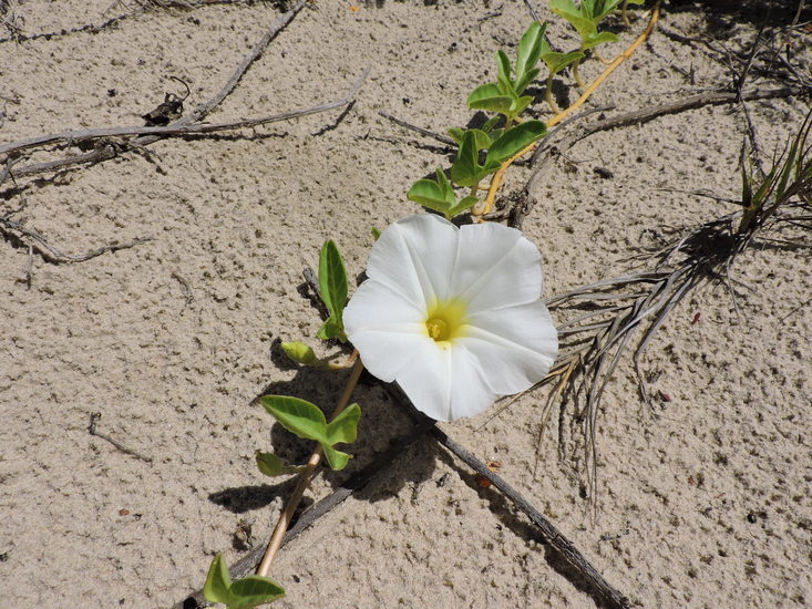 Image of beach morning-glory