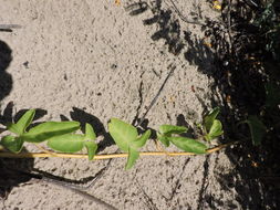 Image of beach morning-glory