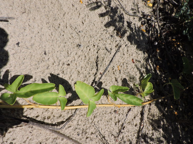 Image of beach morning-glory