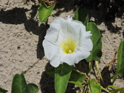 Image of beach morning-glory