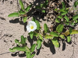 Image of beach morning-glory
