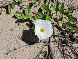 Image of beach morning-glory