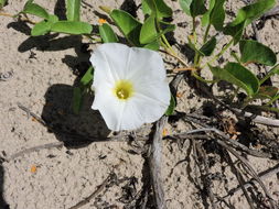 Image of beach morning-glory
