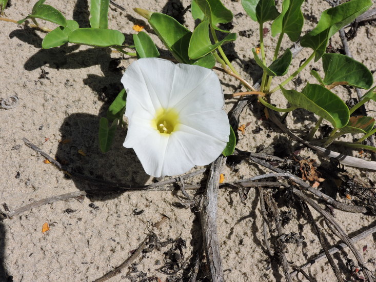 Image of beach morning-glory