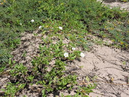 Image of beach morning-glory