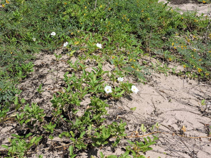 Image of beach morning-glory