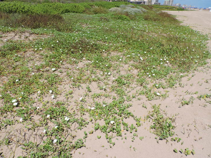 Image of beach morning-glory