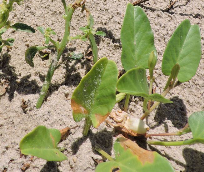 Image of beach morning-glory
