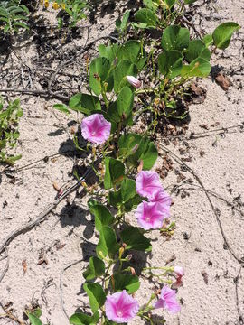 Ipomoea pes-caprae subsp. brasiliensis (L.) Ooststr. resmi