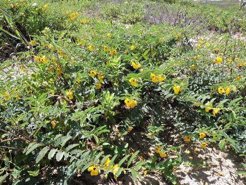 Image of partridge pea