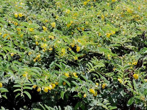 Image of partridge pea