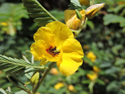 Image of partridge pea