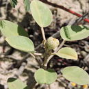 Imagem de Croton punctatus Jacq.