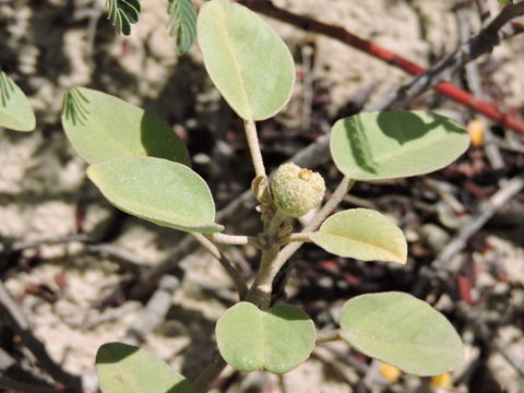 Imagem de Croton punctatus Jacq.