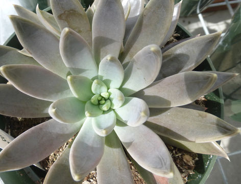 Image of Echeveria craigiana Walther